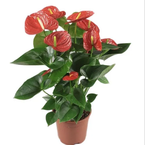 Anthurium ghiveci