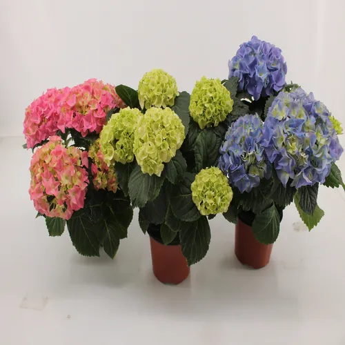 Hortensie ghiveci