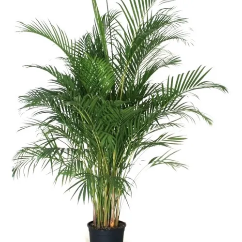 Palmier Areca XXL