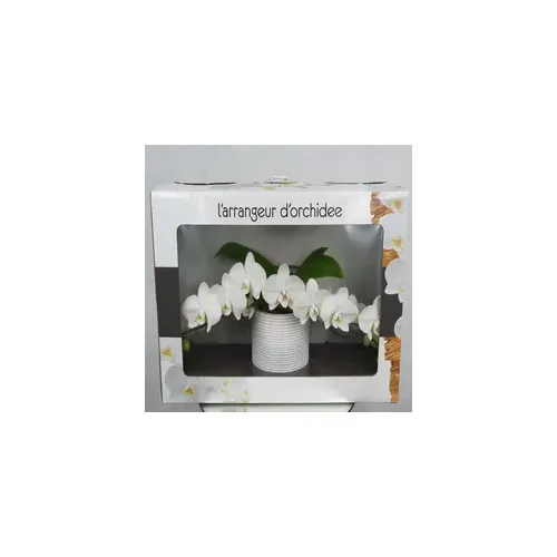 Orhidee Phalaenopsis în Stil Cascadă, Ghiveci Elegant 